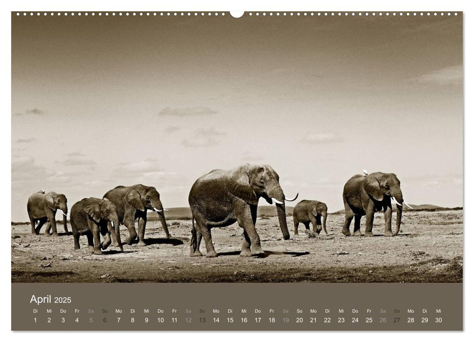 Wildes Afrika (CALVENDO Premium Wandkalender 2025)