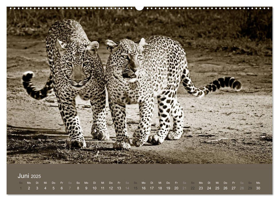 Wildes Afrika (CALVENDO Premium Wandkalender 2025)