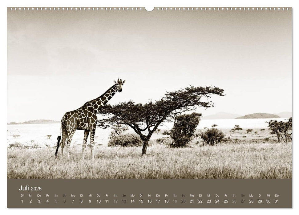 Wildes Afrika (CALVENDO Premium Wandkalender 2025)