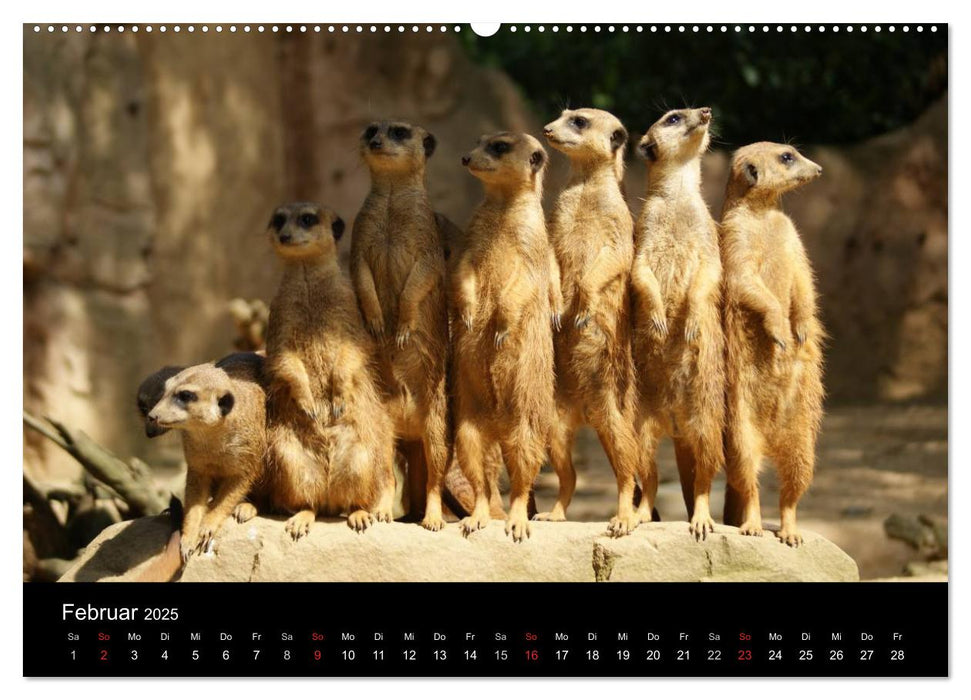 Erdmännchen – Zusammen sind wir stark / CH-Version (CALVENDO Wandkalender 2025)