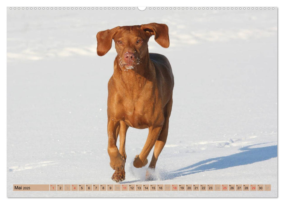 Magyar Vizsla - Vielseitiger Jagdhund mit Familienanschluss (CALVENDO Wandkalender 2025)