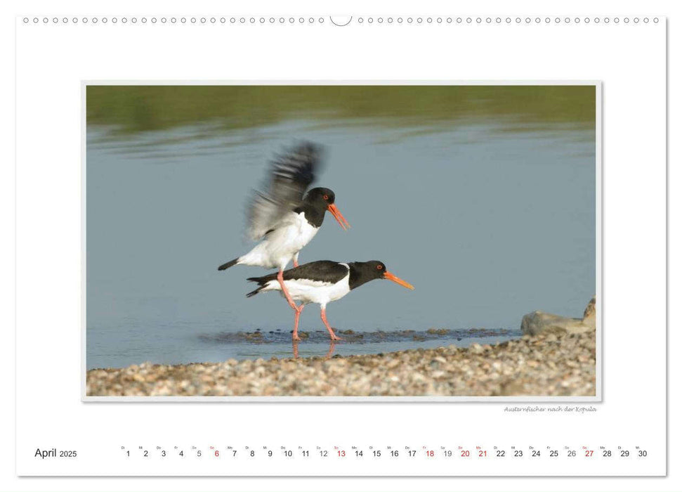 Emotionale Momente: Tierischer Sex. (CALVENDO Premium Wandkalender 2025)