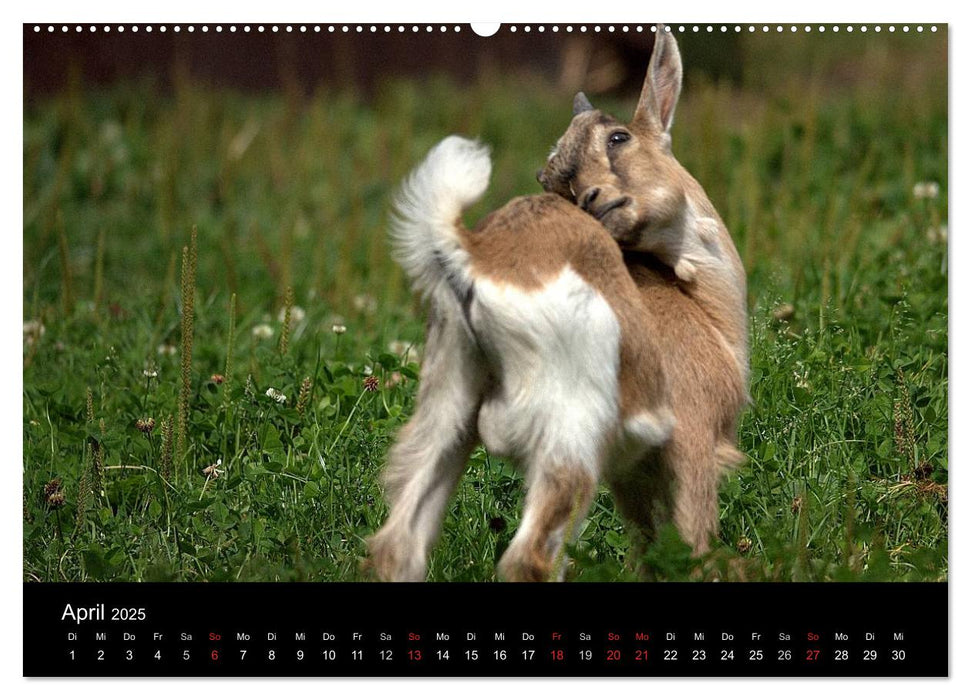 Zwergziegen (CALVENDO Wandkalender 2025)