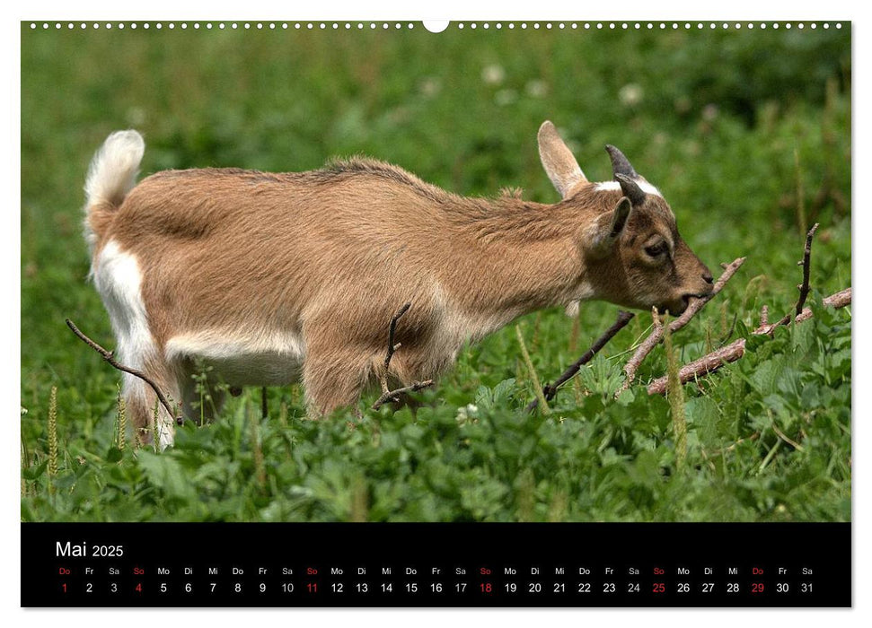 Zwergziegen (CALVENDO Wandkalender 2025)