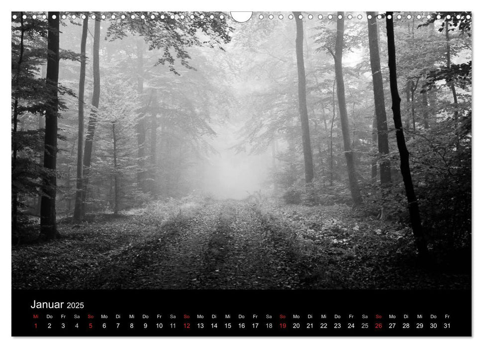 Wald und Bäume (CALVENDO Wandkalender 2025)