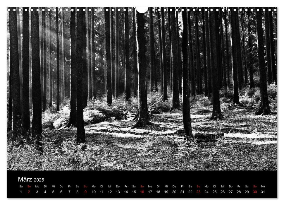 Wald und Bäume (CALVENDO Wandkalender 2025)