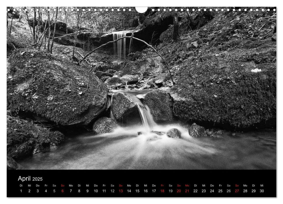 Wald und Bäume (CALVENDO Wandkalender 2025)