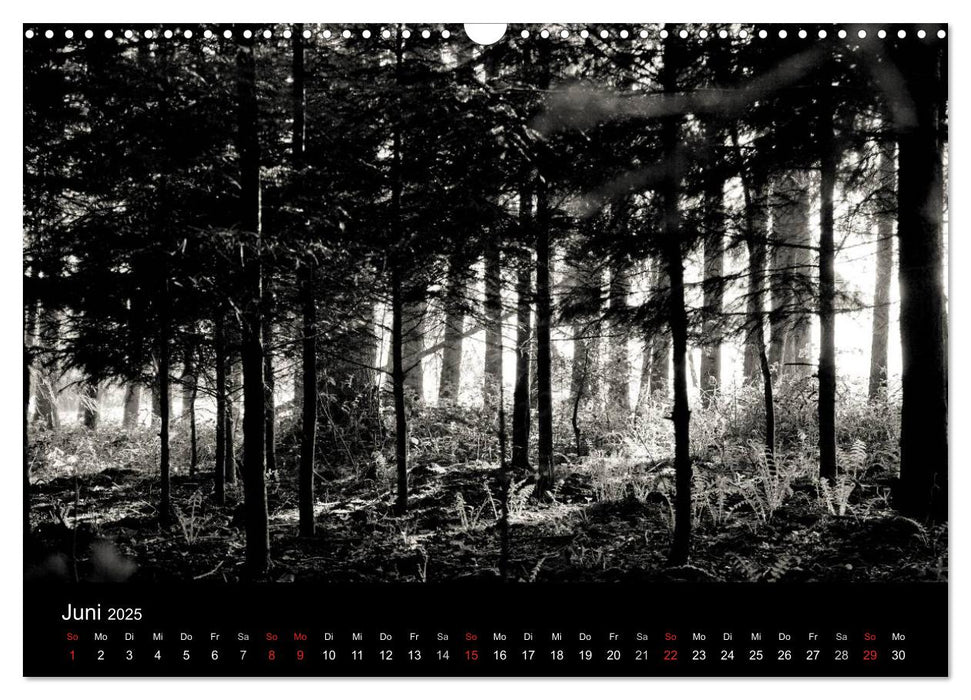 Wald und Bäume (CALVENDO Wandkalender 2025)