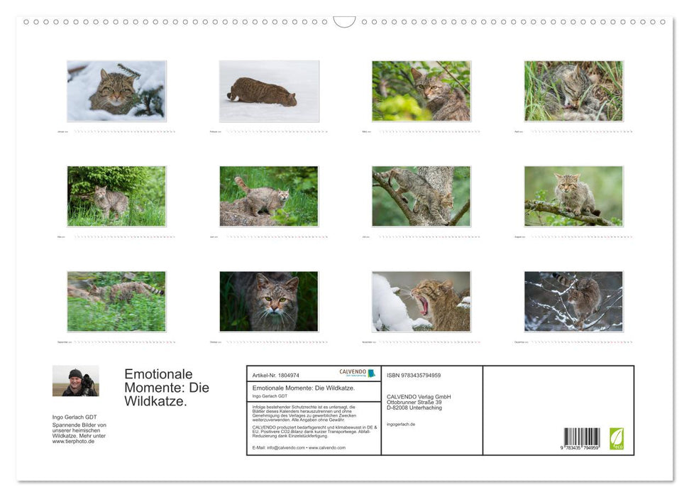 Emotionale Momente: Die Wildkatze. (CALVENDO Wandkalender 2025)