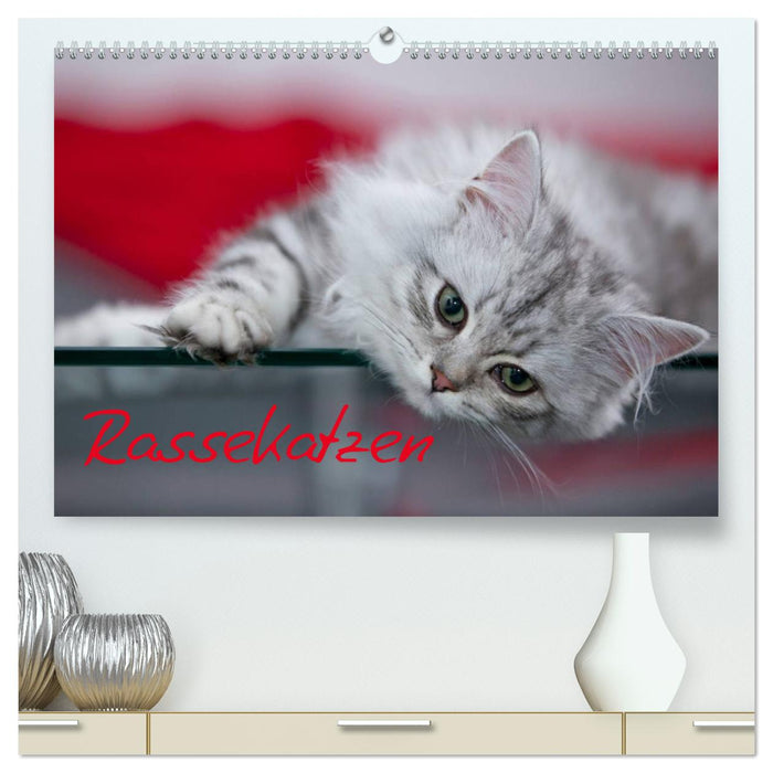 Rassekatzen (CALVENDO Premium Wandkalender 2025)