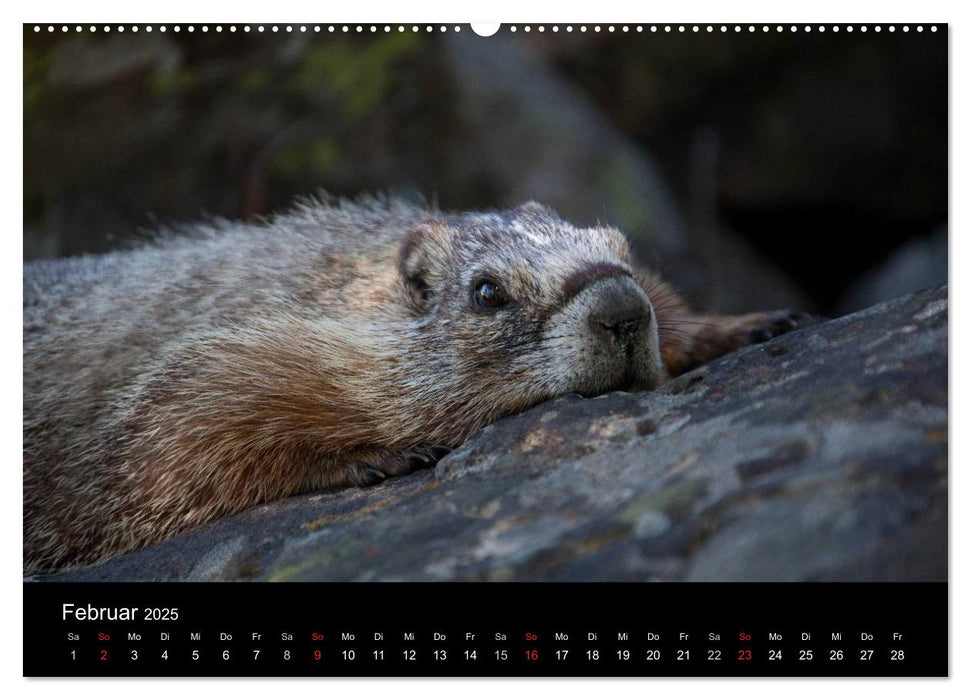 Yellowstone National Park (CALVENDO Wandkalender 2025)