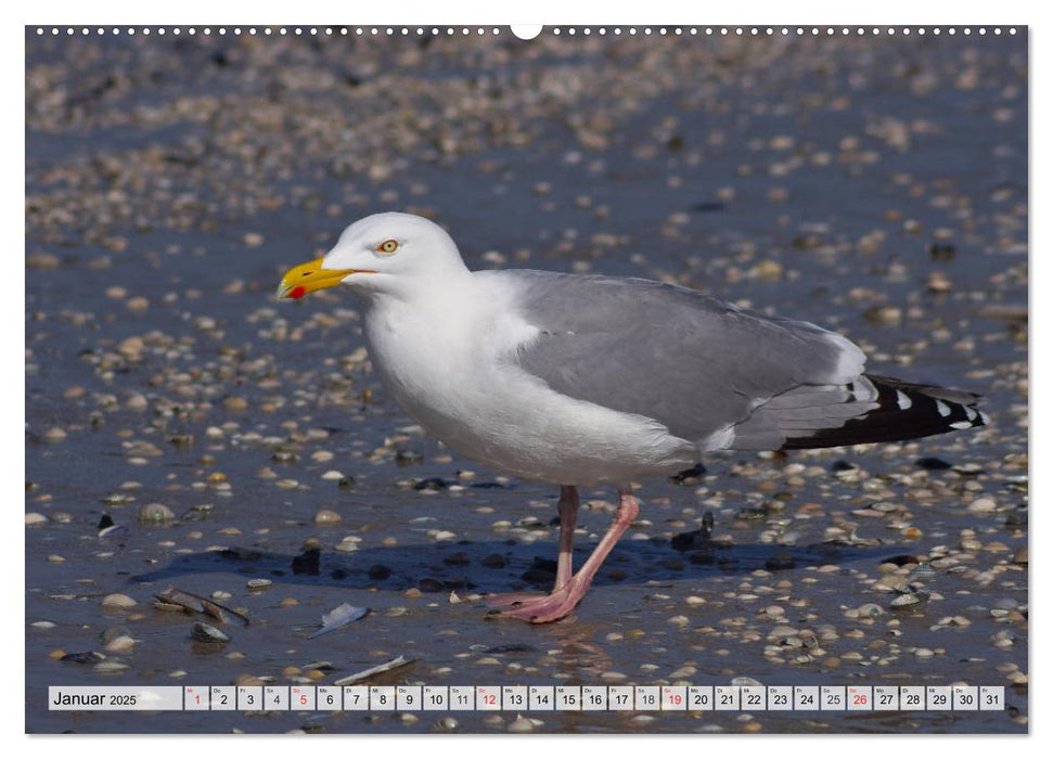 Nordseeinsel Amrum (CALVENDO Premium Wandkalender 2025)