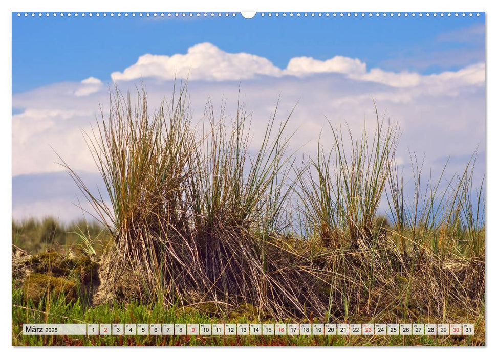 Nordseeinsel Amrum (CALVENDO Premium Wandkalender 2025)