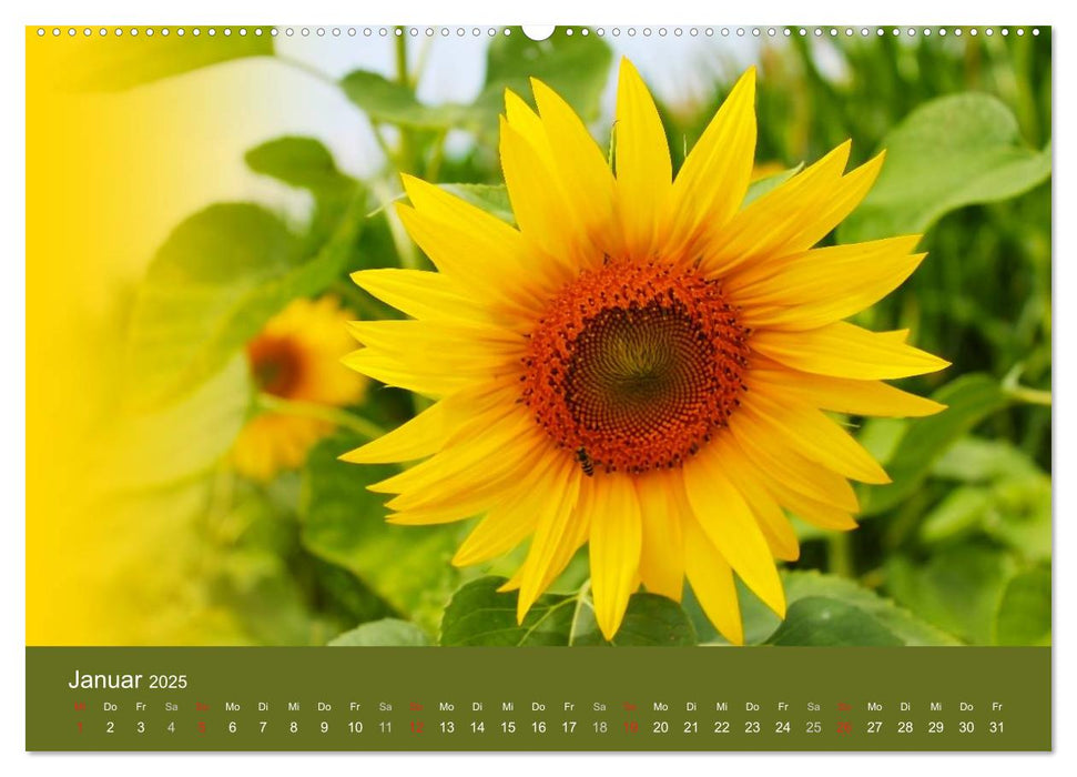 Sonnenblumen - die Blumen der Lebensfreude (CALVENDO Premium Wandkalender 2025)