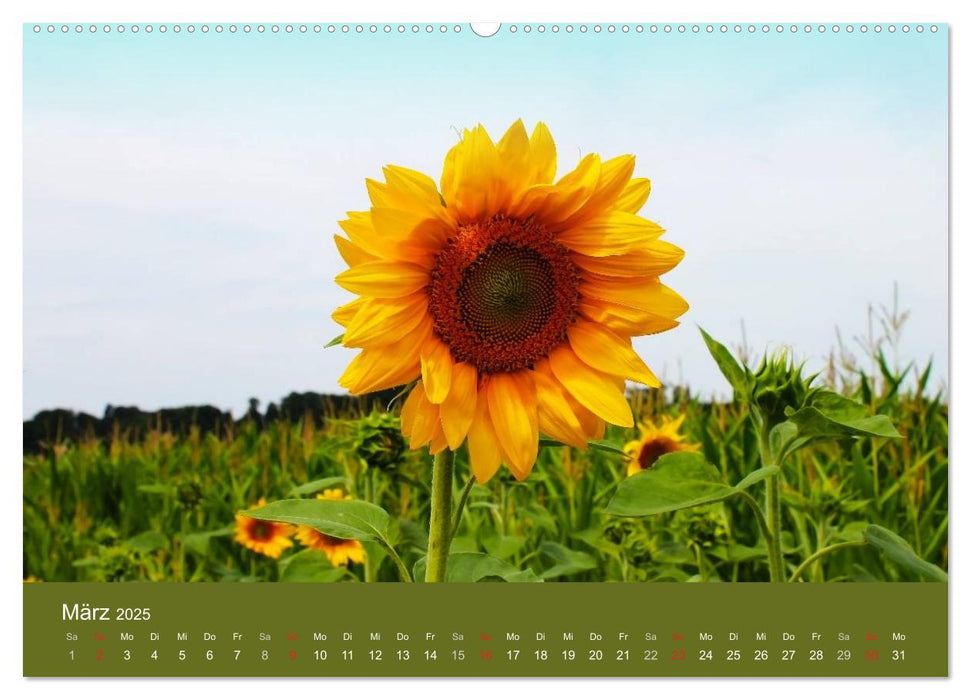 Sonnenblumen - die Blumen der Lebensfreude (CALVENDO Premium Wandkalender 2025)