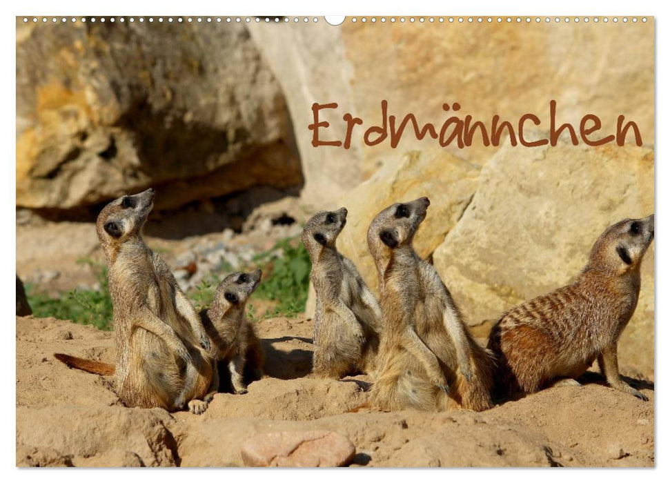 Erdmännchen (CALVENDO Wandkalender 2025)