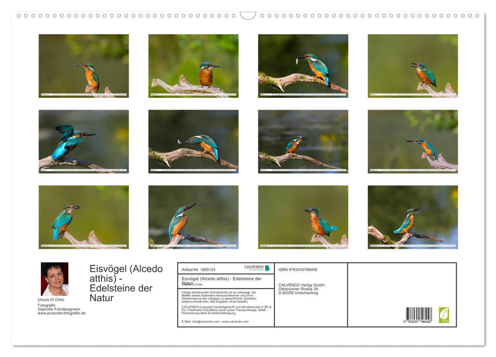 Eisvögel (Alcedo atthis) - Edelsteine der Natur (CALVENDO Wandkalender 2025)