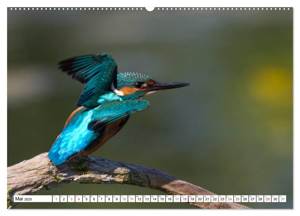 Eisvögel (Alcedo atthis) - Edelsteine der Natur (CALVENDO Wandkalender 2025)