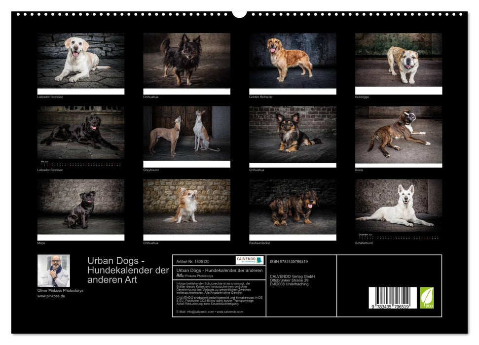 Urban Dogs - Hundekalender der anderen Art (CALVENDO Premium Wandkalender 2025)