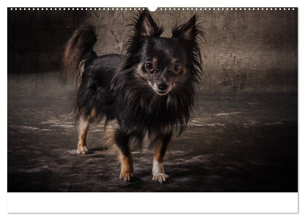 Urban Dogs - Hundekalender der anderen Art (CALVENDO Premium Wandkalender 2025)