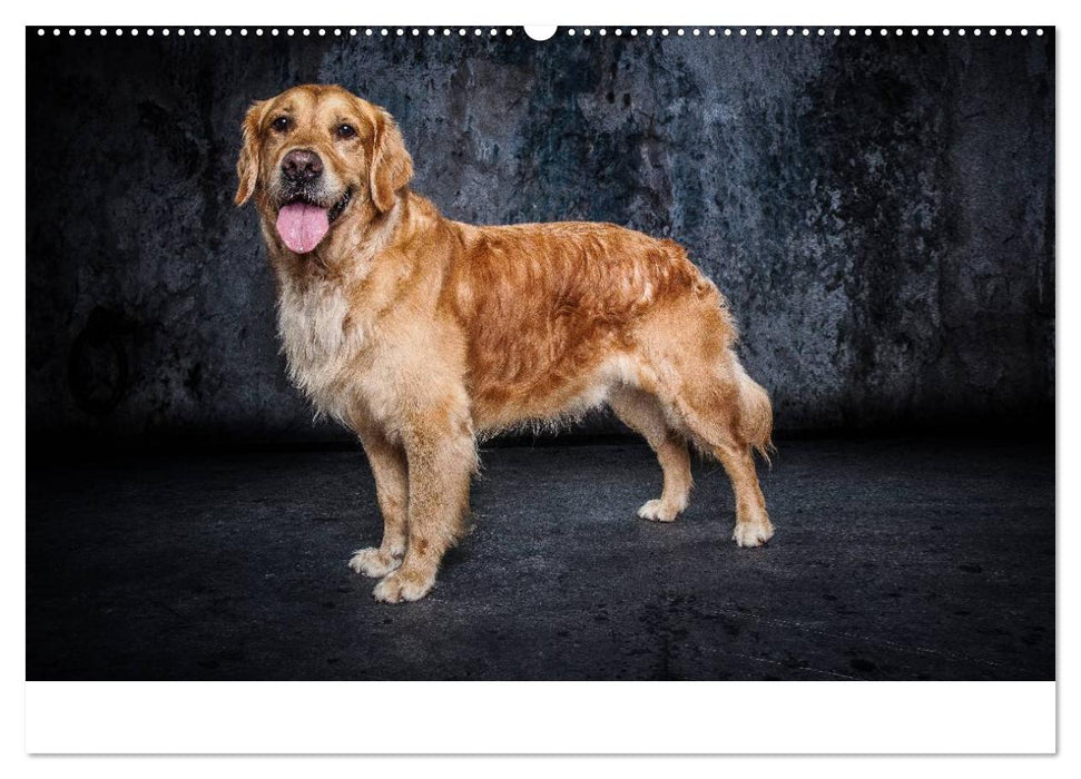 Urban Dogs - Hundekalender der anderen Art (CALVENDO Premium Wandkalender 2025)