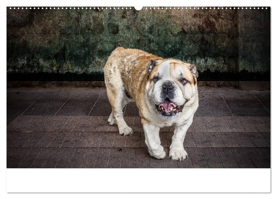 Urban Dogs - Hundekalender der anderen Art (CALVENDO Premium Wandkalender 2025)