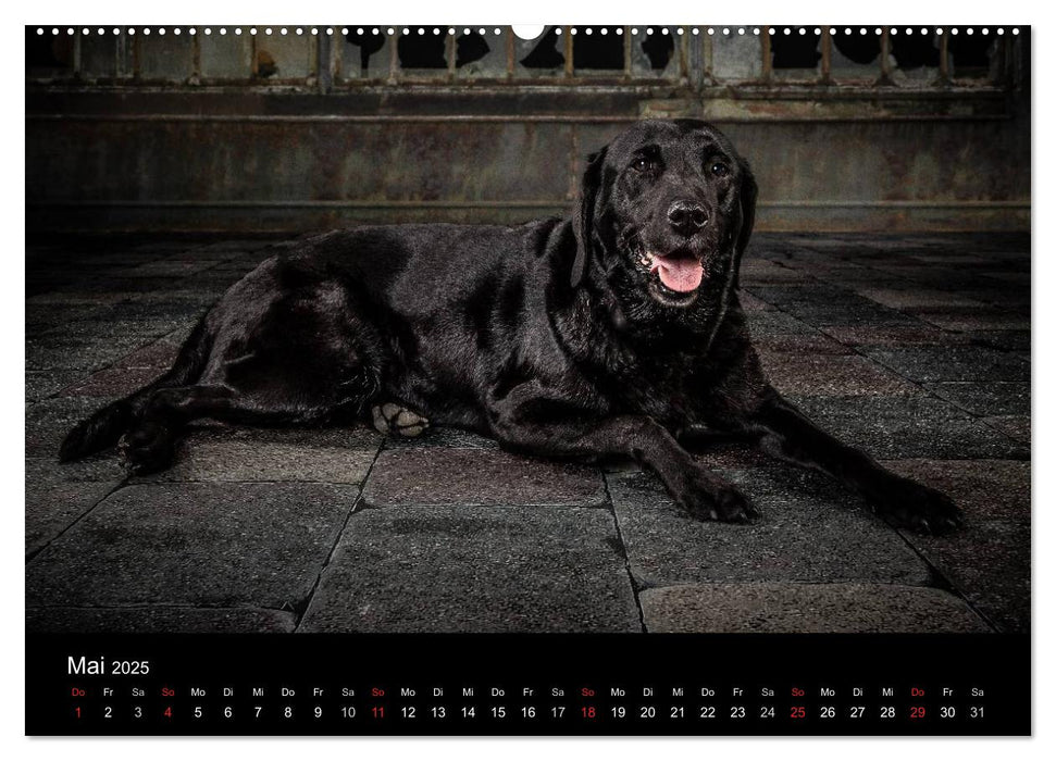 Urban Dogs - Hundekalender der anderen Art (CALVENDO Premium Wandkalender 2025)