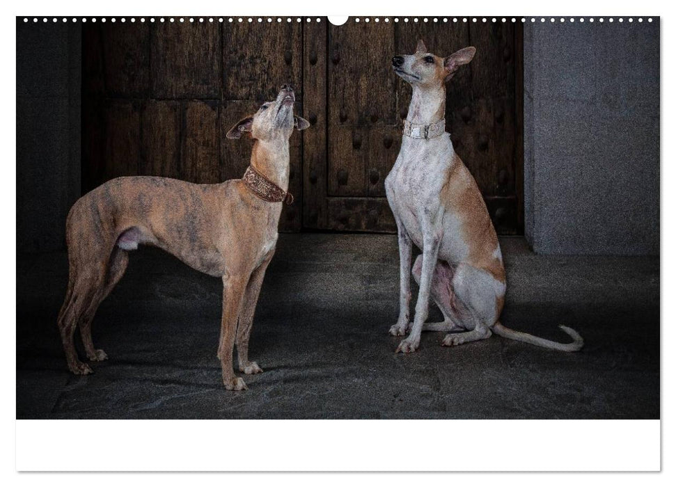 Urban Dogs - Hundekalender der anderen Art (CALVENDO Premium Wandkalender 2025)