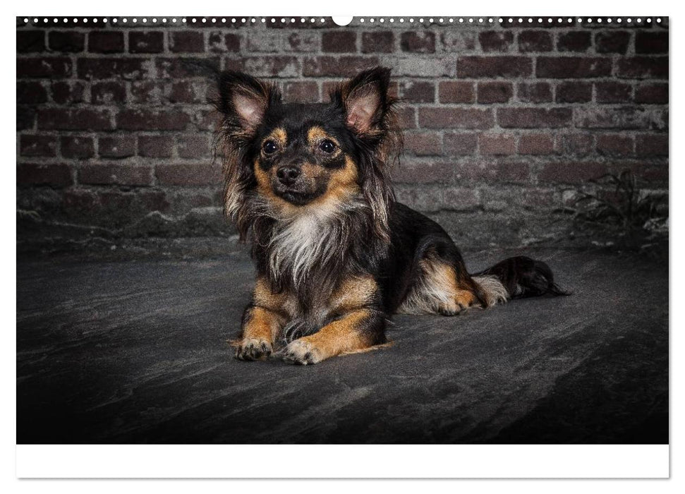 Urban Dogs - Hundekalender der anderen Art (CALVENDO Premium Wandkalender 2025)