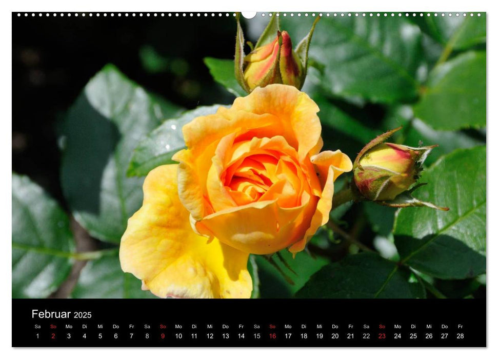 Baden bei Wien - Rosarium (CALVENDO Premium Wandkalender 2025)