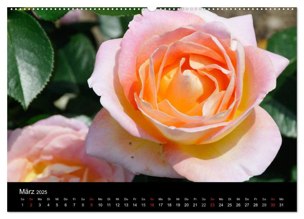 Baden bei Wien - Rosarium (CALVENDO Premium Wandkalender 2025)