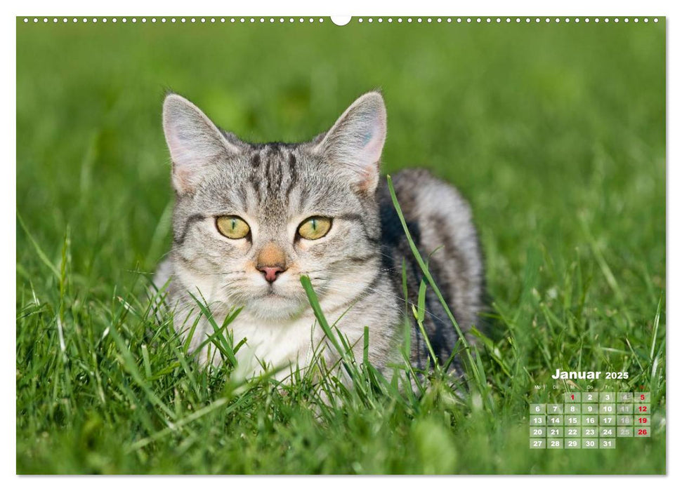 Katzen im Grünen (CALVENDO Premium Wandkalender 2025)