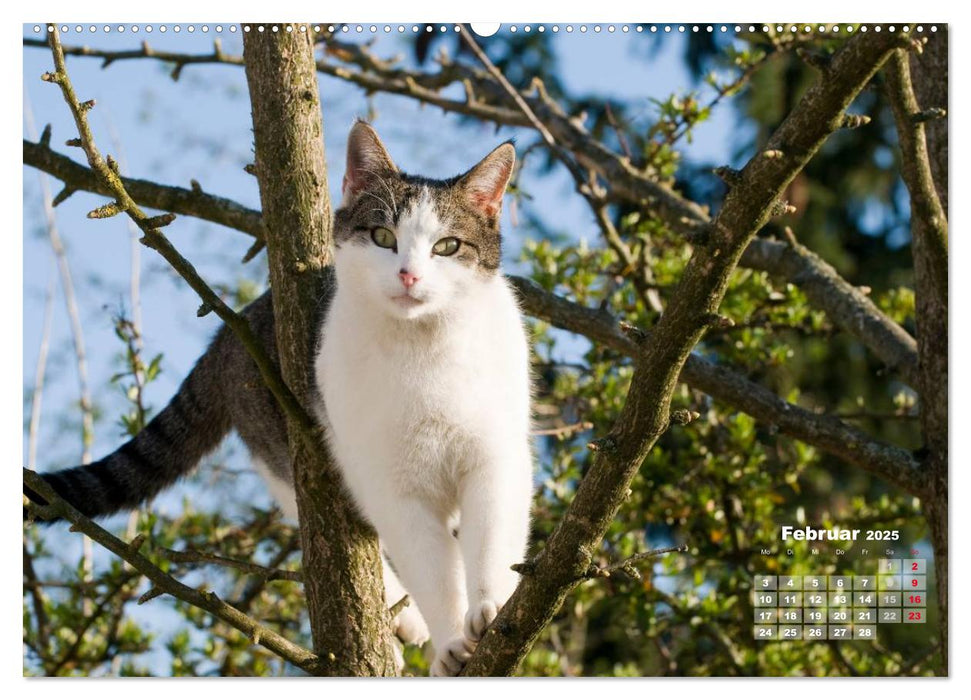 Katzen im Grünen (CALVENDO Premium Wandkalender 2025)