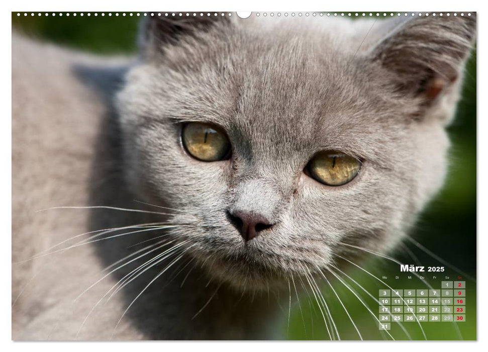 Katzen im Grünen (CALVENDO Premium Wandkalender 2025)