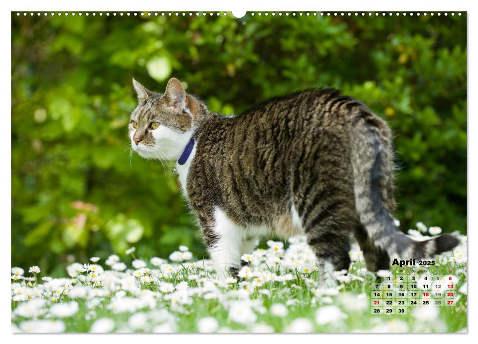 Katzen im Grünen (CALVENDO Premium Wandkalender 2025)