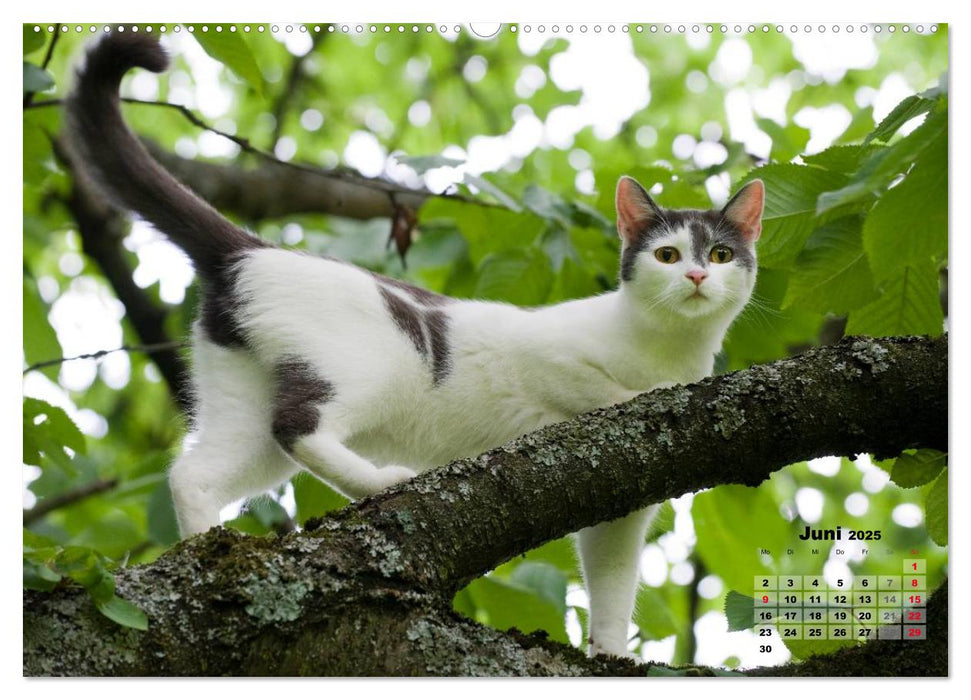 Katzen im Grünen (CALVENDO Premium Wandkalender 2025)