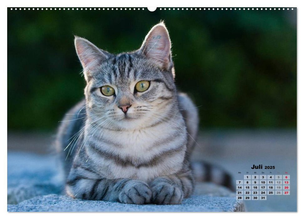 Katzen im Grünen (CALVENDO Premium Wandkalender 2025)