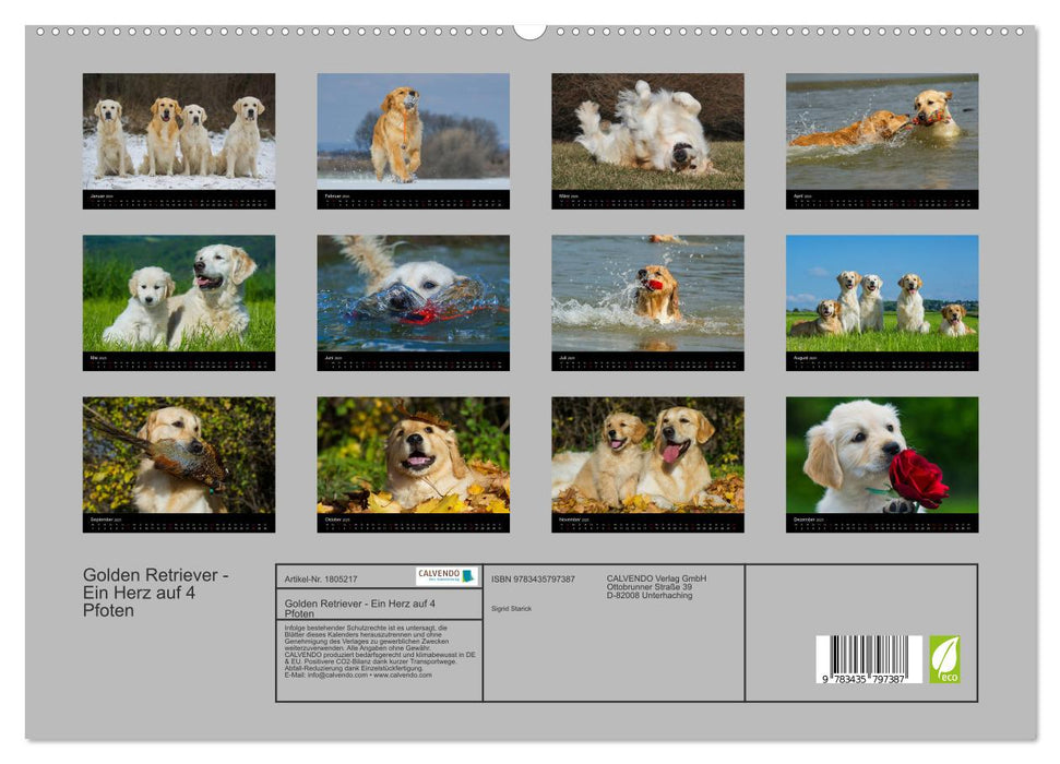 Golden Retriever - Ein Herz auf 4 Pfoten (CALVENDO Premium Wandkalender 2025)