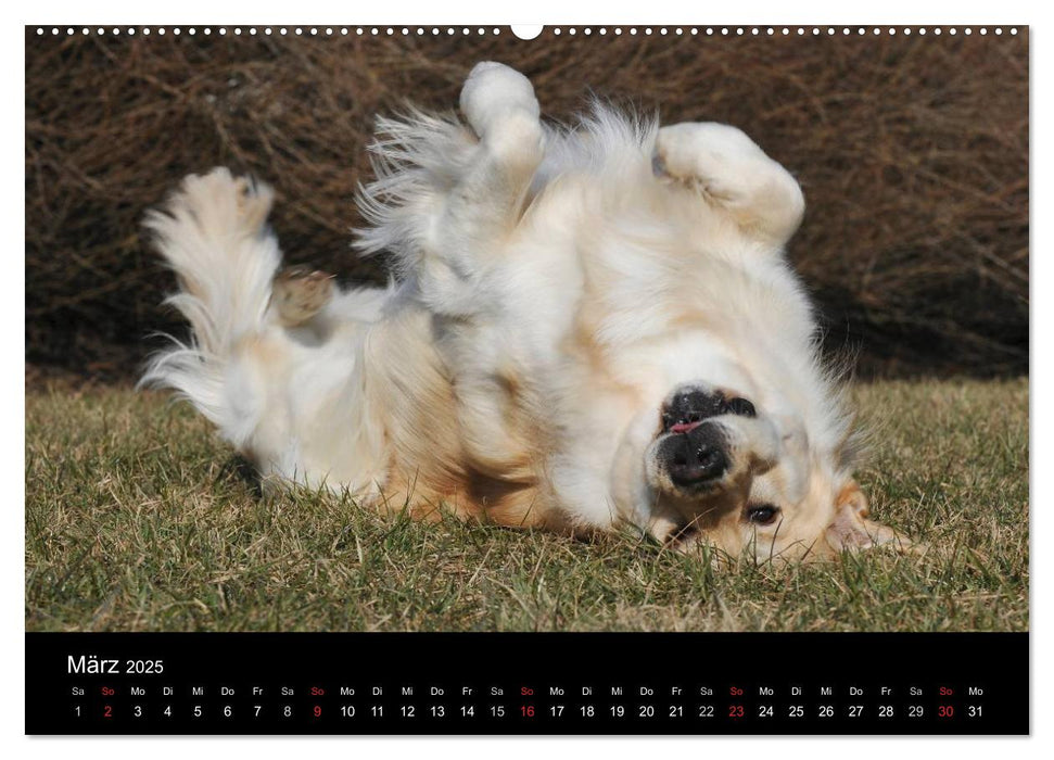 Golden Retriever - Ein Herz auf 4 Pfoten (CALVENDO Premium Wandkalender 2025)