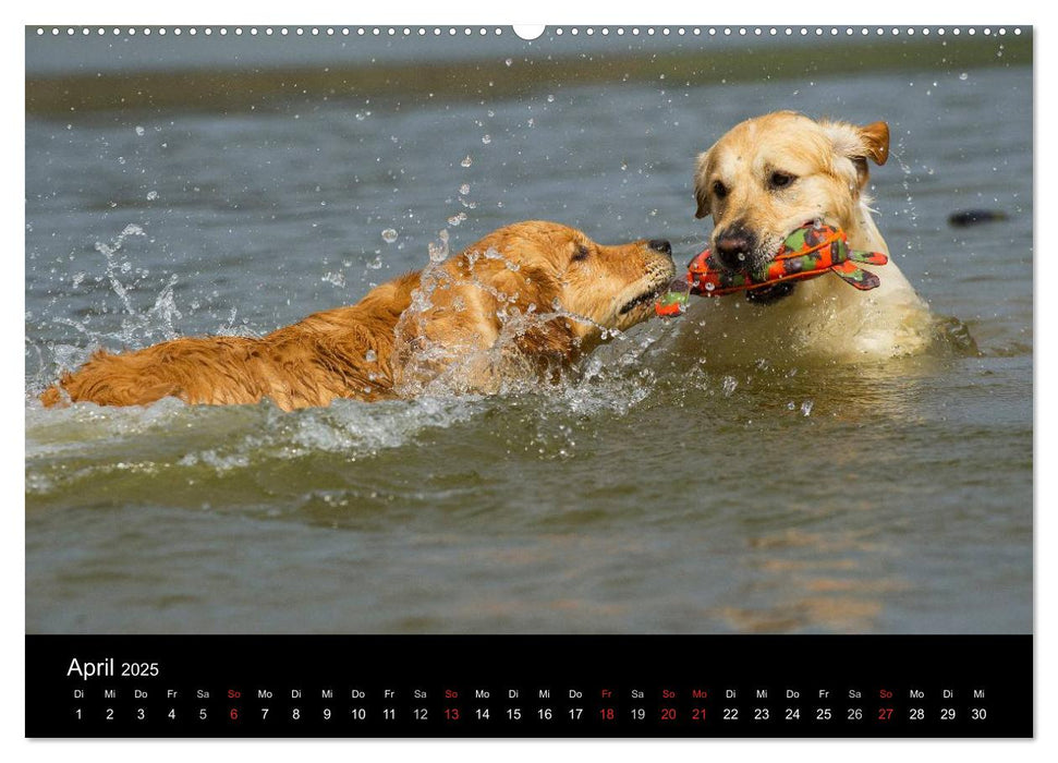 Golden Retriever - Ein Herz auf 4 Pfoten (CALVENDO Premium Wandkalender 2025)