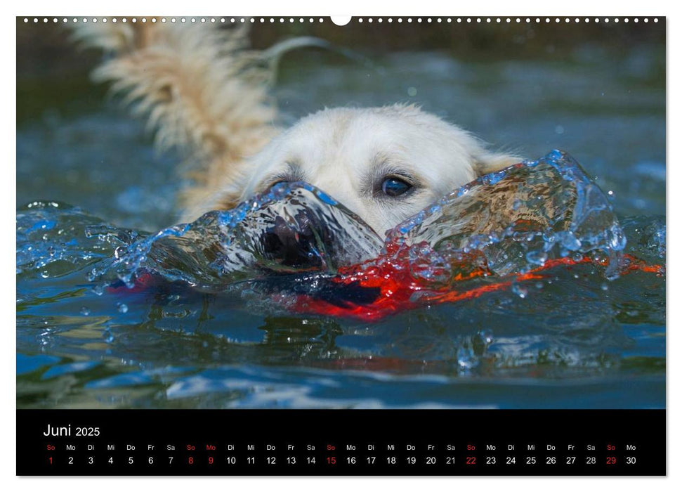 Golden Retriever - Ein Herz auf 4 Pfoten (CALVENDO Premium Wandkalender 2025)