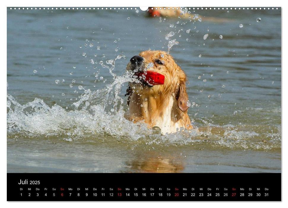 Golden Retriever - Ein Herz auf 4 Pfoten (CALVENDO Premium Wandkalender 2025)