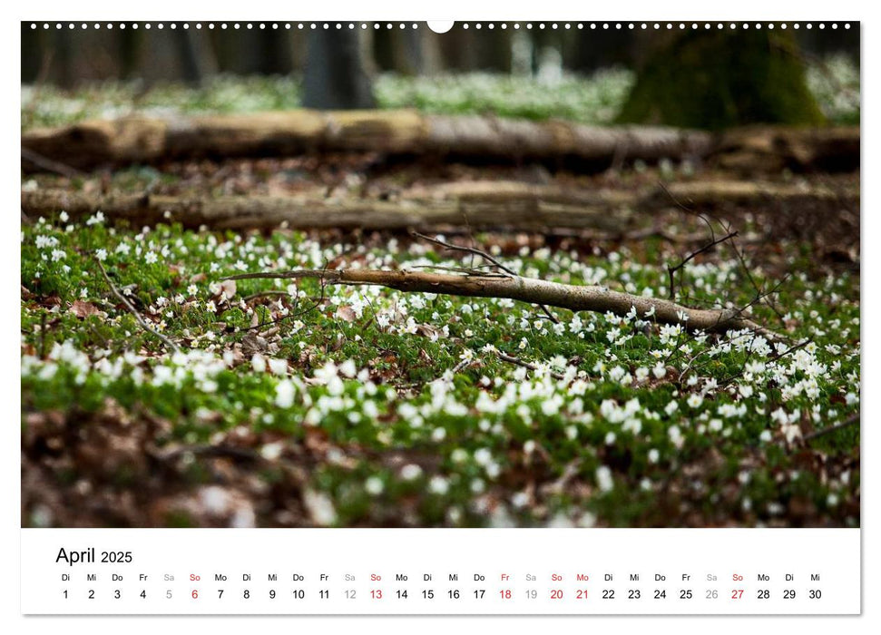 Rügen (CALVENDO Wandkalender 2025)