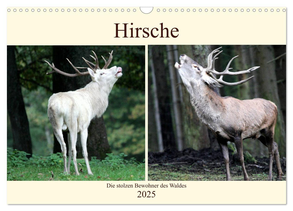 Hirsche - Die stolzen Bewohner des Waldes (CALVENDO Wandkalender 2025)