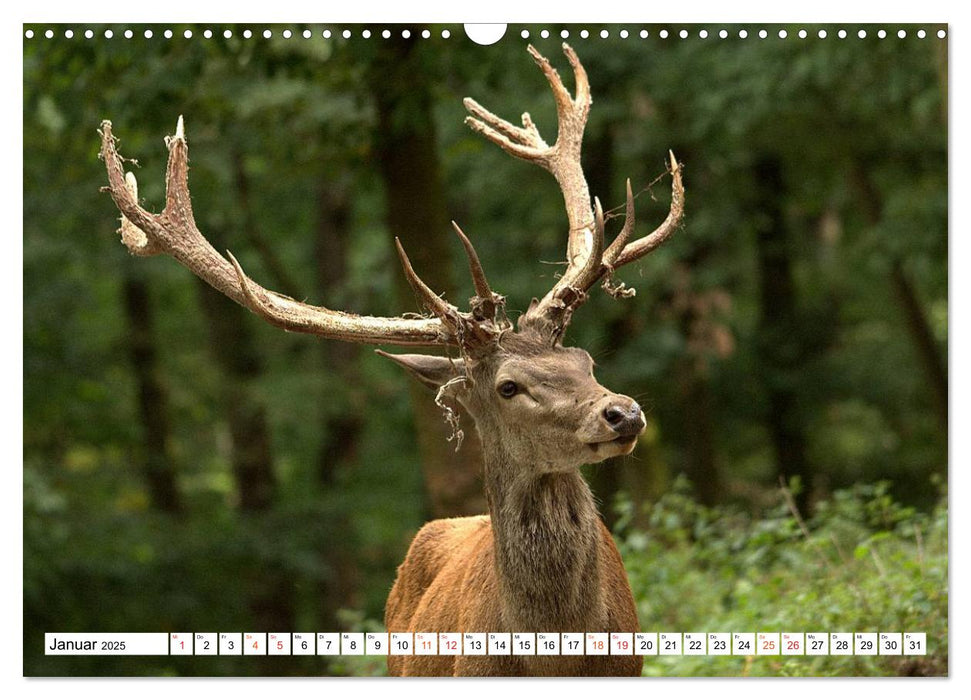 Hirsche - Die stolzen Bewohner des Waldes (CALVENDO Wandkalender 2025)