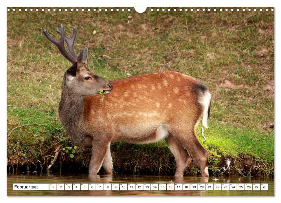 Hirsche - Die stolzen Bewohner des Waldes (CALVENDO Wandkalender 2025)