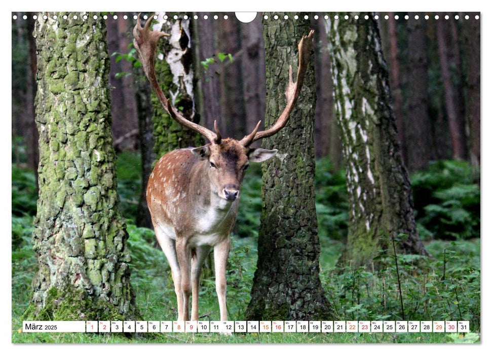 Hirsche - Die stolzen Bewohner des Waldes (CALVENDO Wandkalender 2025)