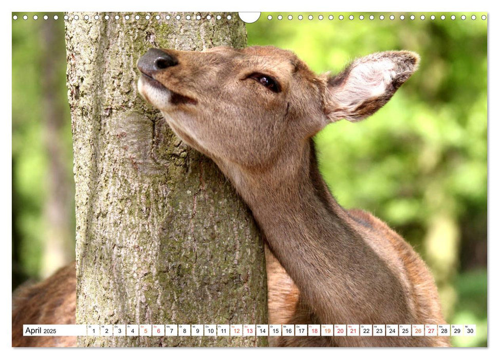 Hirsche - Die stolzen Bewohner des Waldes (CALVENDO Wandkalender 2025)