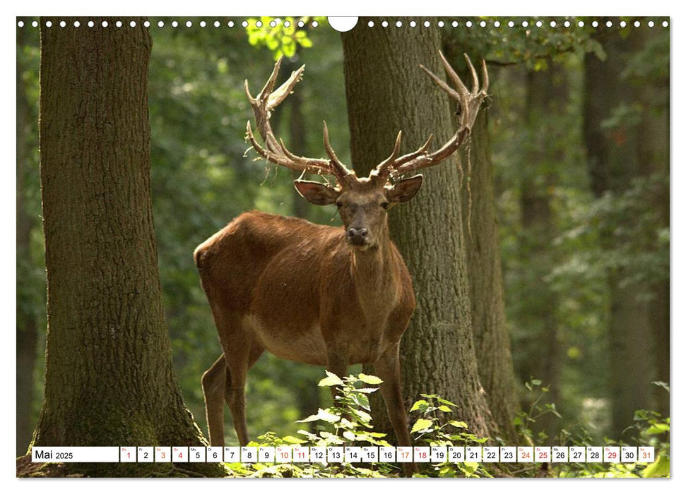 Hirsche - Die stolzen Bewohner des Waldes (CALVENDO Wandkalender 2025)