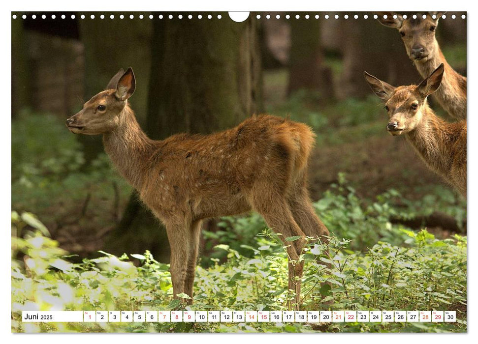 Hirsche - Die stolzen Bewohner des Waldes (CALVENDO Wandkalender 2025)